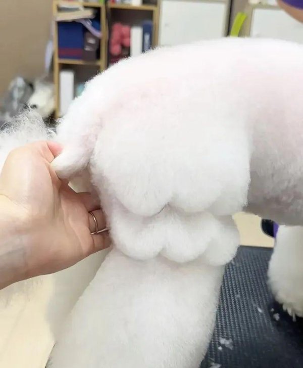 富通优配 叮当脚后又开始流行花瓣腿…美容师疯了：别让我顾客看到！